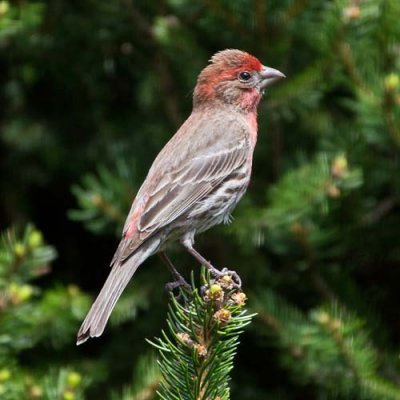 House Finch 5 - male