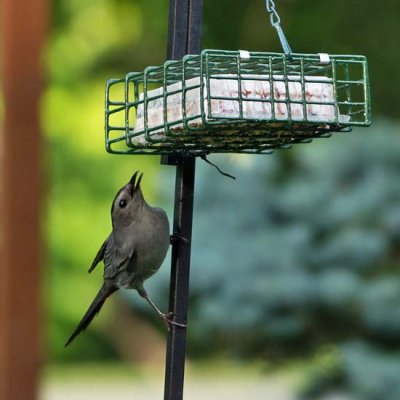 Gray Catbird 1