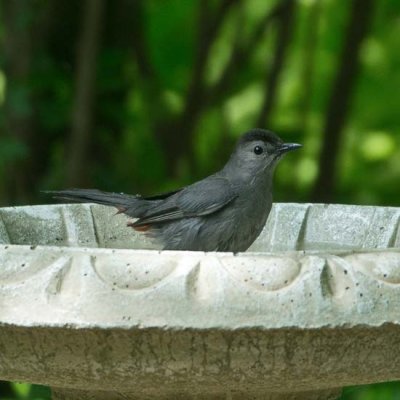 Gray Catbird 2