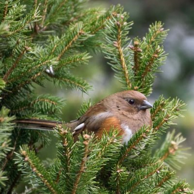 Eastern Towhee 4 - female