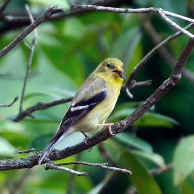 American Goldfinch 4
