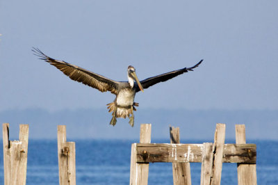 Brown Pelican 4