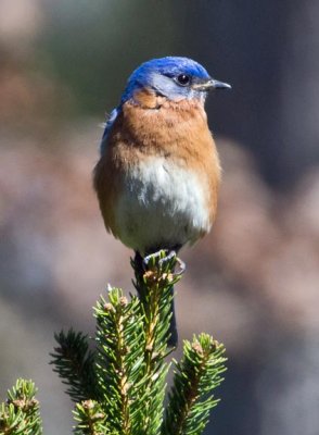 Eastern Bluebird 1 - male