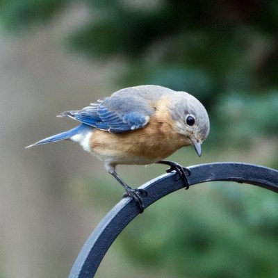 Eastern Bluebird 2 - female