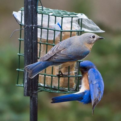 Eastern Bluebird 3 - male and female