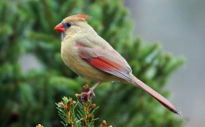 Northern Cardinal 7 - female