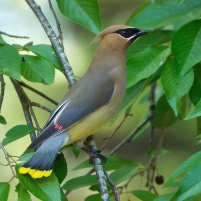 Cedar Waxwing 1