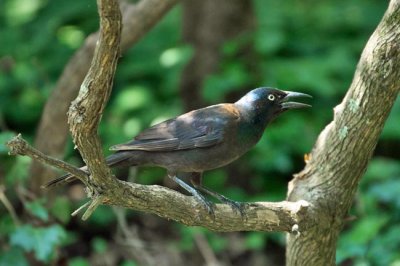 Common Grackle 2 - Bronzed