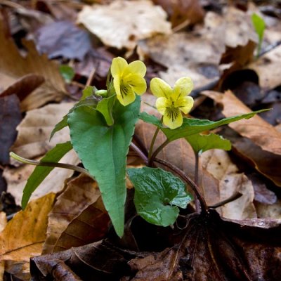 Halberdleaf Yellow Violet 2