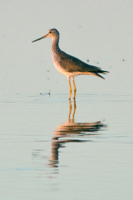 Greater Yellowlegs 1