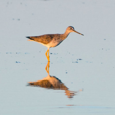 Greater Yellowlegs 2
