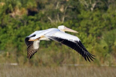 White Pelican 3