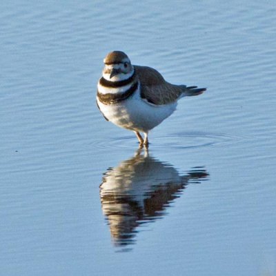 Killdeer 3