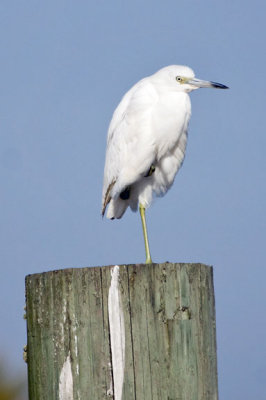 Little Blue Heron 4 - juvenile