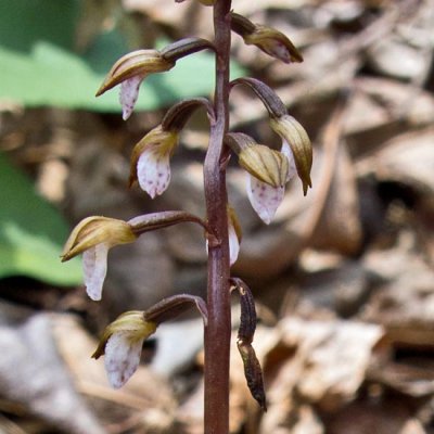 Spring Coralroot Orchid 3