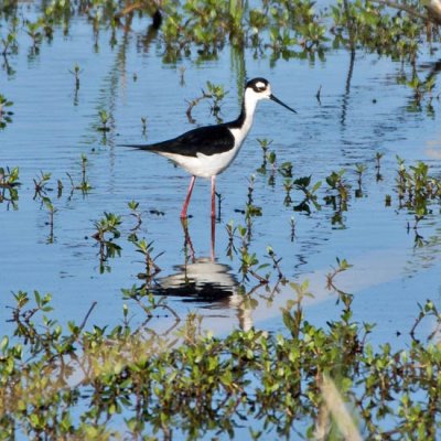Black-necked Stilt 1