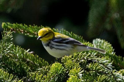 Black-throated Green Warbler 1