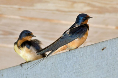 Barn Swallow 1