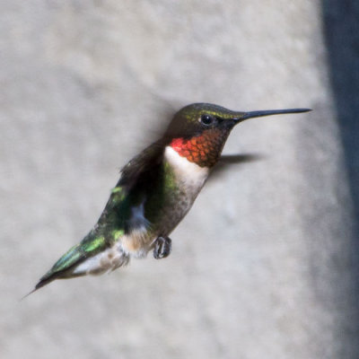 Ruby-throated Hummingbird 3
