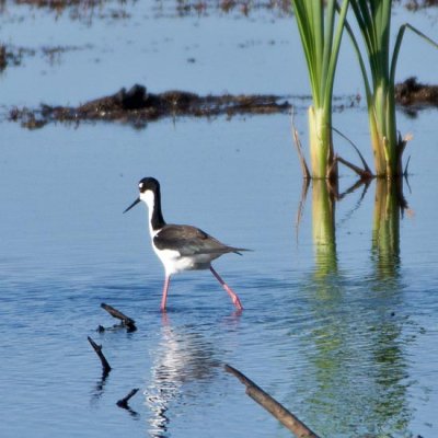 Black-necked Stilt 2