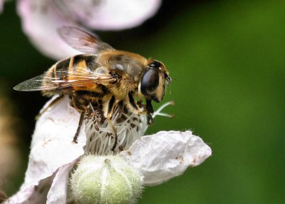 Bee