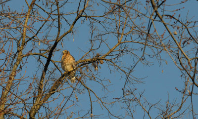 Owls, Hawks and other birds.
