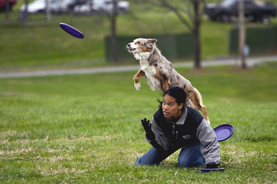 Frisbee Dogs