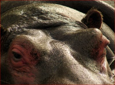 Common Hippo.