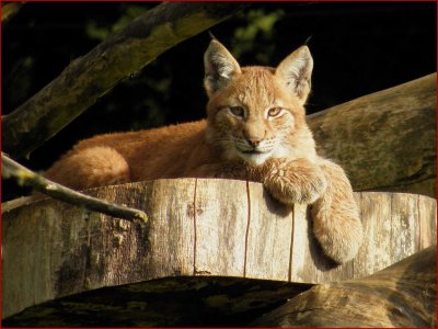 Lynx cub.