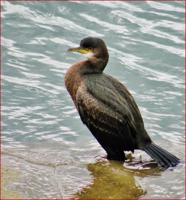 Cormoront.