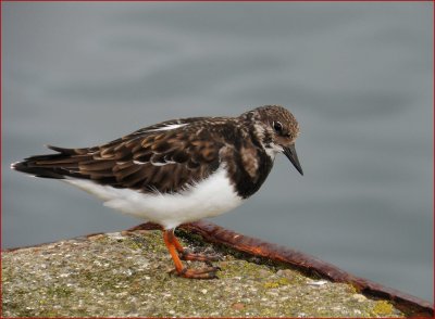 Turnstone.