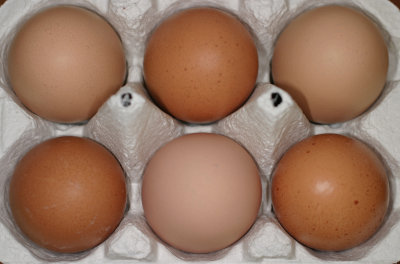 Six Pack of Eggs