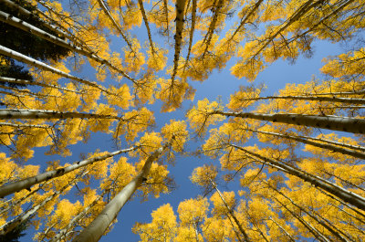 Lockett Meadow