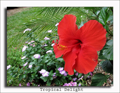 Tropical Delight