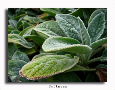 Softness