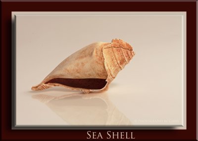Sea-Shell
