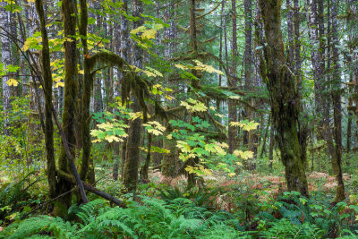 20121015_Stamp Falls_0019.jpg