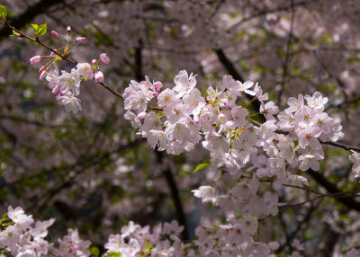 20130403_Vancouver_0118.jpg