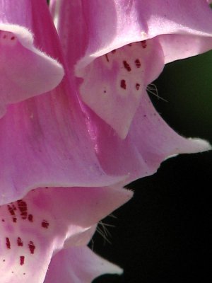 wild foxglove