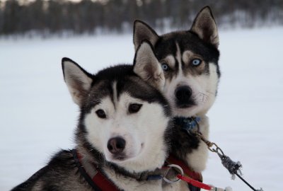 Dog Sledding