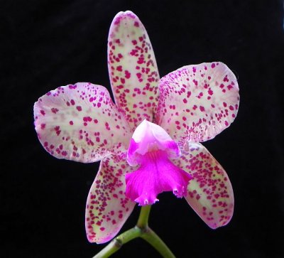 Marty's Orchids