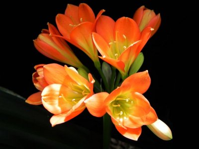 Clivia