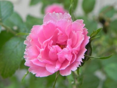 Cottage Rose