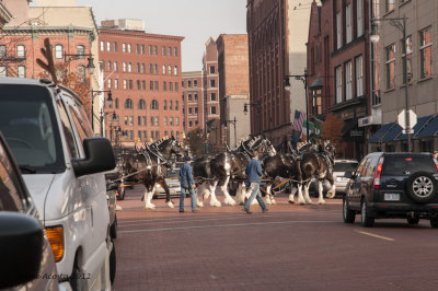 Ah.....Draft Horses!