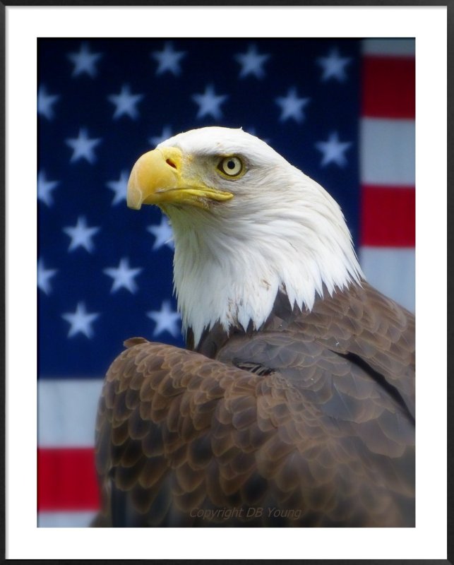 American Eagle portrait