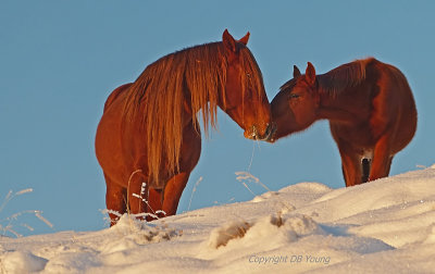 Wild horse Stallion and Son.