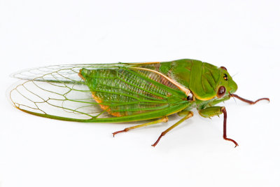 Greengrocer Cicada 