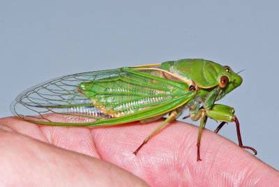 Greengrocer Cicada 