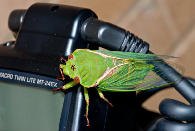 Greengrocer Cicada 