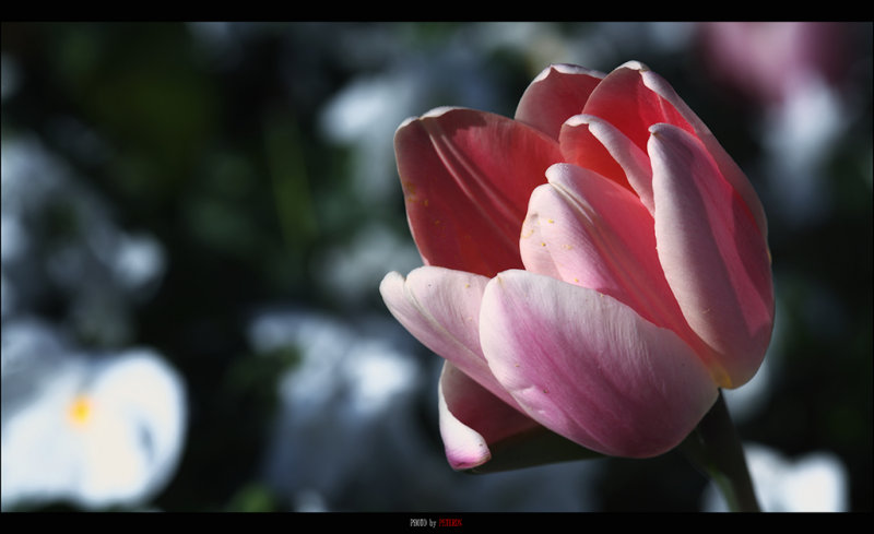 IMG_5287.jpg